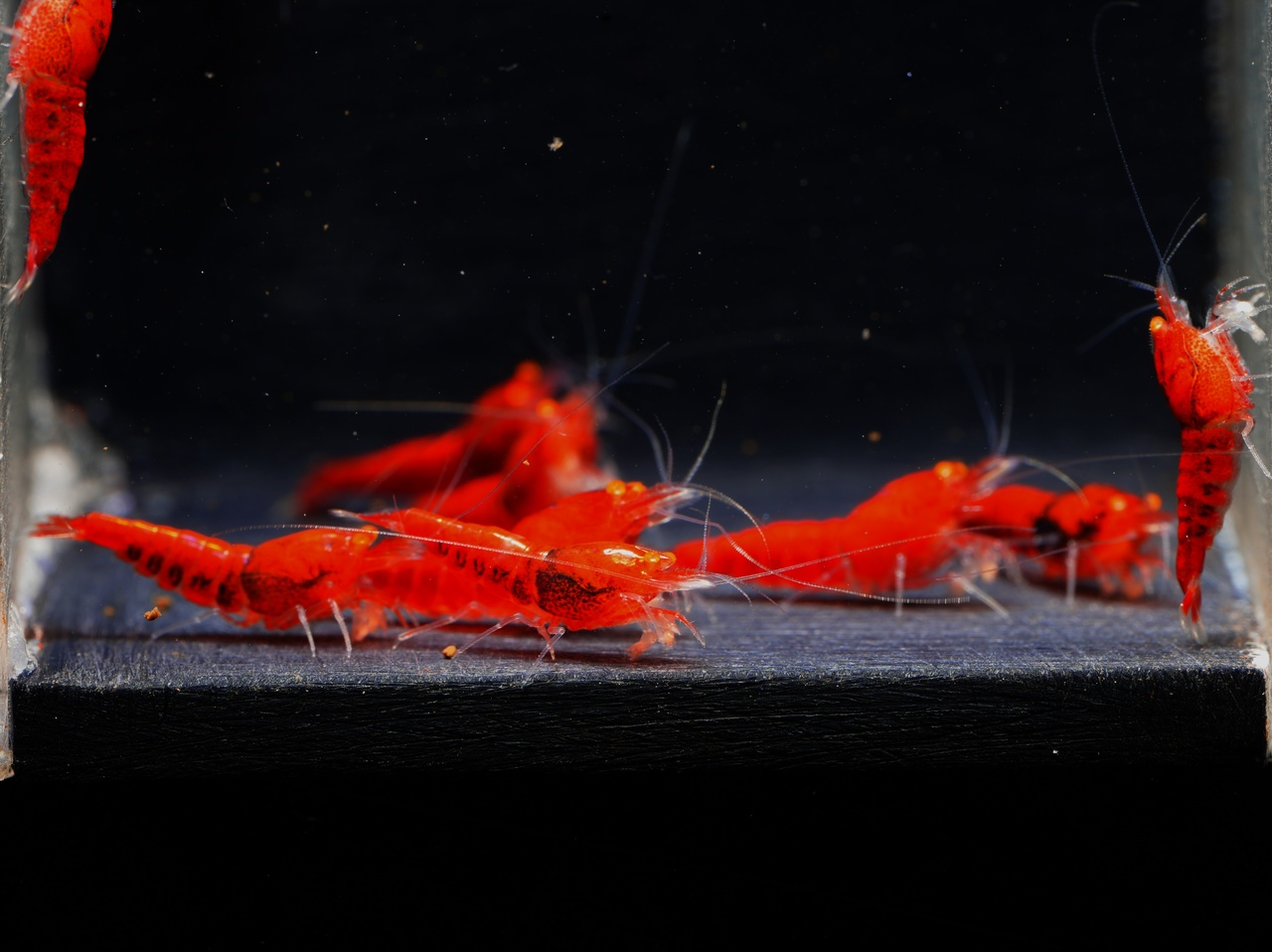 10x Red Devil OE
