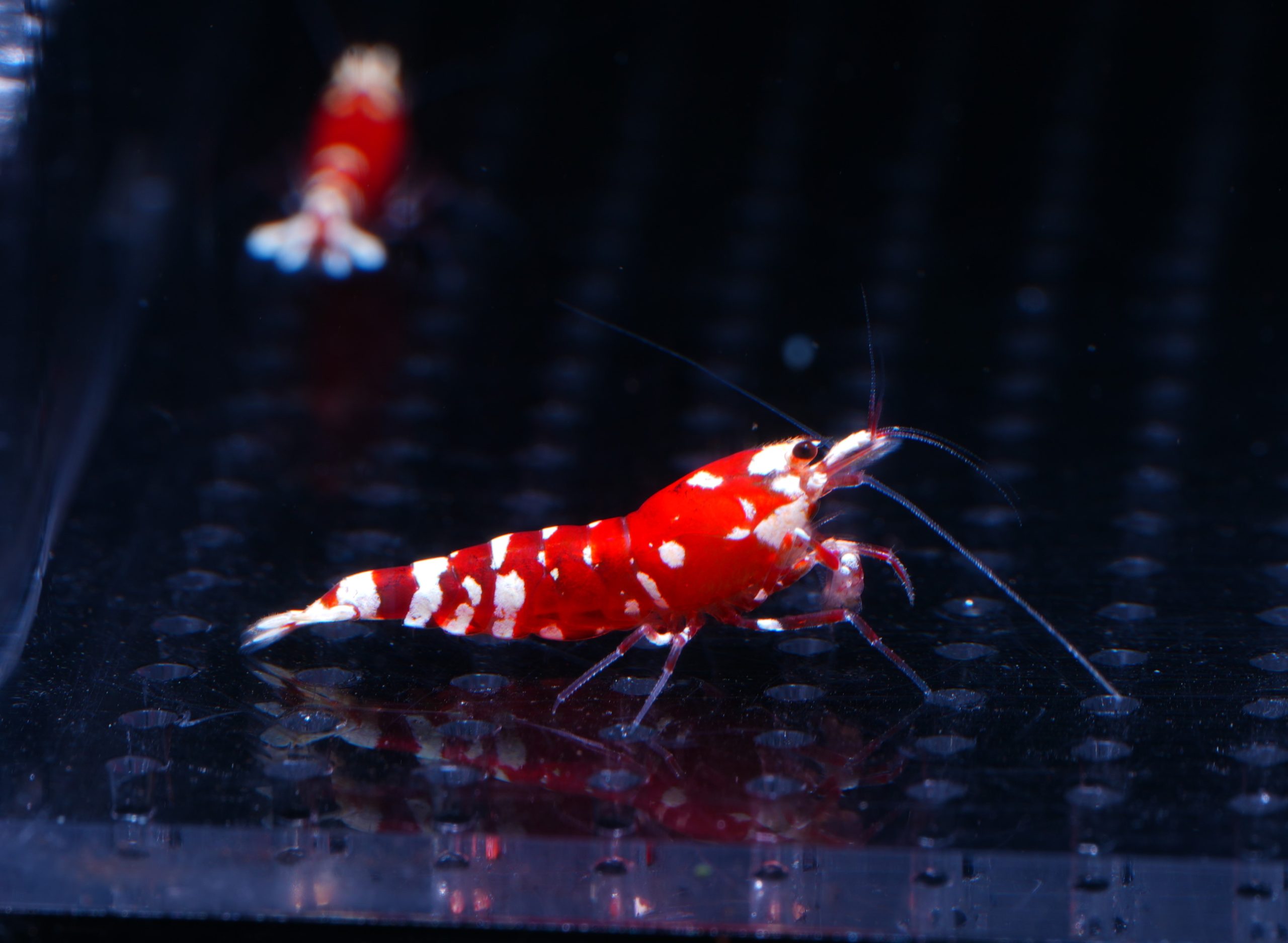 10x Red Fancy Tiger – Culls