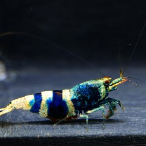 19x Crazy Blue