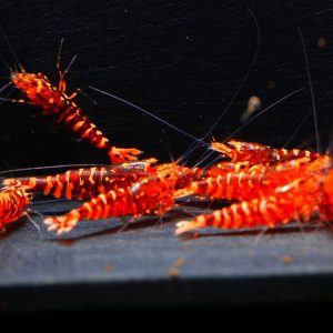 10x WASP Red Metallic juvenile.