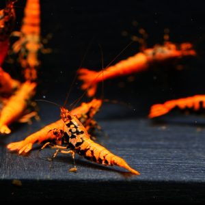 8x Orange Boa