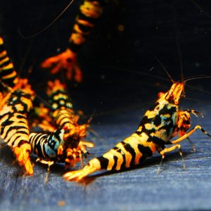 10x Hornet