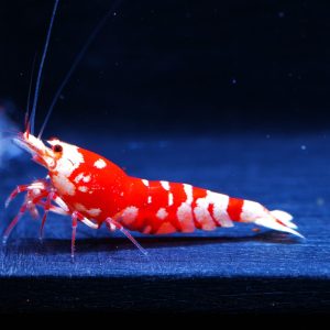 10x Red Fancy Tiger