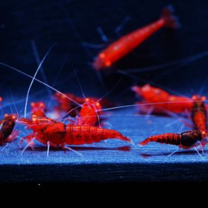 10x Red Devil Black Bean (2)