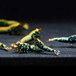 10x Blue Boa juvenile