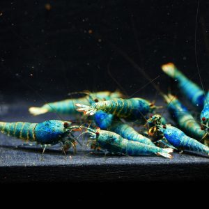 10x Blue Bolt