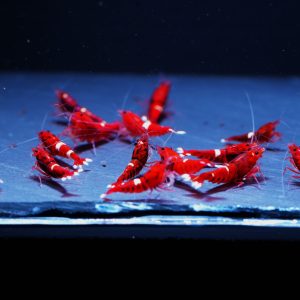 20x Red King Kong MIX