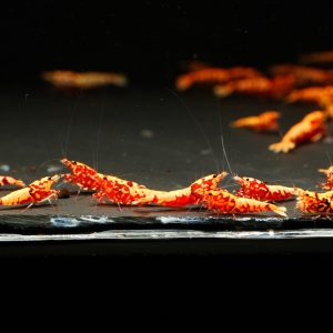 35x Red Galaxy Boa