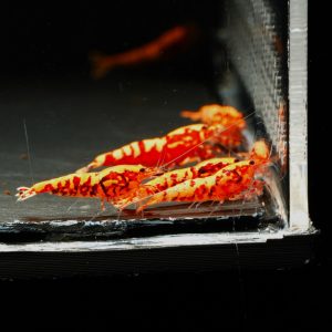 13x Red Boa