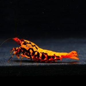 5x Orange Boa