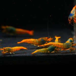 10x Orange Base Steel