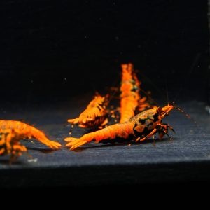 5x Orange Boa