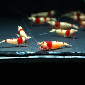 20x Pure Red Line