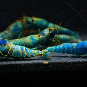 8x Blue Bolt