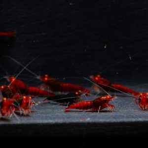 10x Red Devil Black Bean (77)
