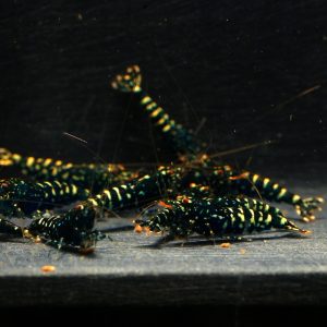 10x Black Snowfall