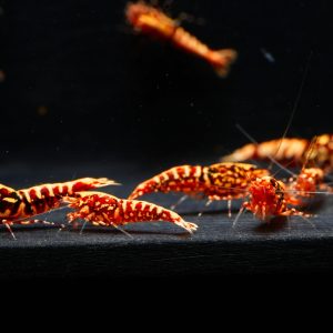 10x Red Stardust