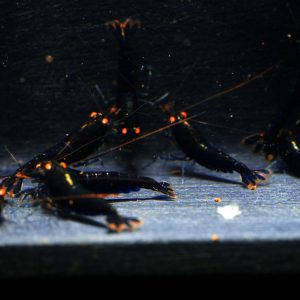 10x Black Tiger BT1