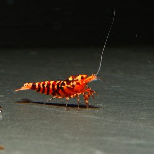 5x WASP