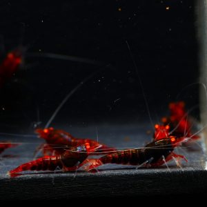 10x Red Devil OE Black Bean